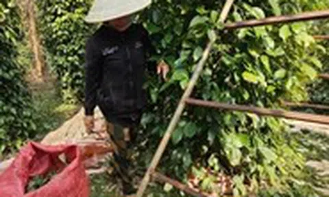 Vì sao giá hồ tiêu vẫn chưa bật tăng mạnh như kỳ vọng?