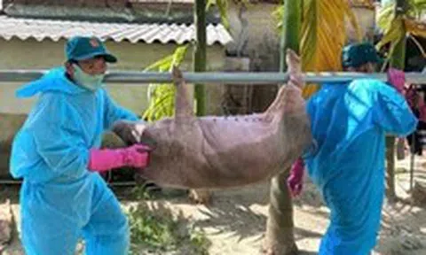 Tiêu hủy hơn 500 con heo ở Quảng Ngãi