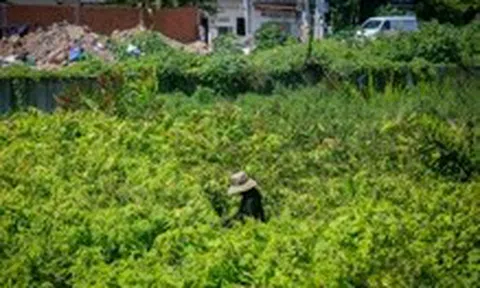 Dự án cải tạo kênh Tham Lương - Bến Cát - rạch Nước Lên chậm: Nơi thảm nhựa, nơi cây cỏ quá đầu