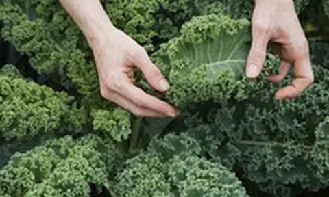 Bạn có biết cải xoăn ngon và rất tốt cho sức khỏe?