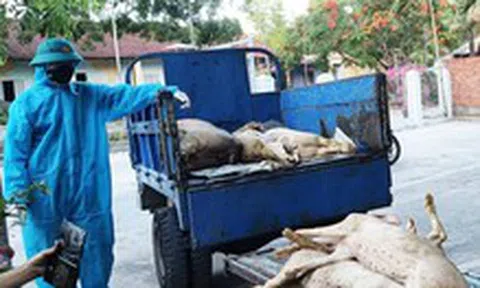 Dịch tả heo châu Phi có ở 39 xã, phường của Đà Nẵng