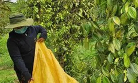Giá hồ tiêu tăng, doanh nghiệp kỳ vọng thị trường tốt hơn vào cuối năm