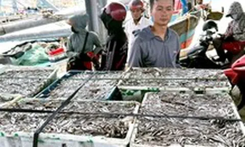 Ngư dân Quảng Trị trúng cá cơm, cảng cá nhộn nhịp từ sáng sớm