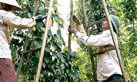 Doanh nghiệp xuất khẩu hồ tiêu lại gặp khó vì giấy chứng nhận