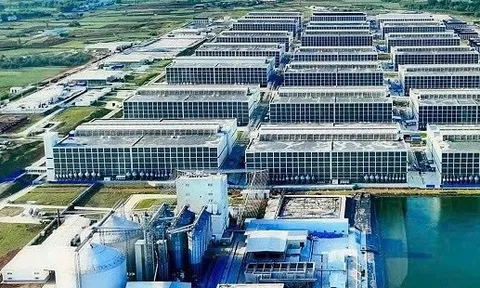 Chính thức ký với đối tác Trung Quốc thực hiện mô hình nuôi heo trong nhà cao tầng