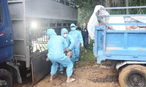 Xử phạt chủ xe tải chở 58 con heo không rõ nguồn gốc trong vùng có dịch tả heo châu Phi