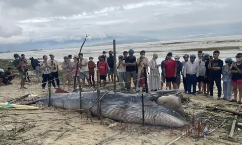 Cá ông dạt vào bờ biển là điềm tốt hay xấu? Ngư dân 40 năm đưa ra giải thích