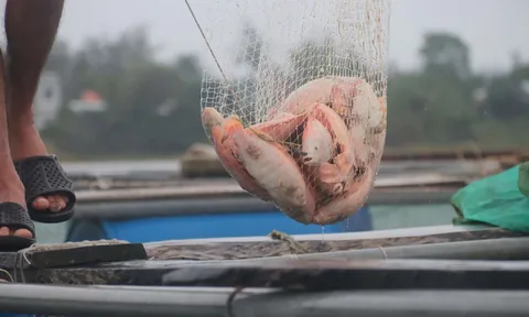 Cá chết do lũ, người dân Đà Nẵng mất hàng trăm triệu