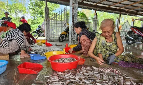 Dễ như đi... xúc cá linh, kiếm tiền triệu