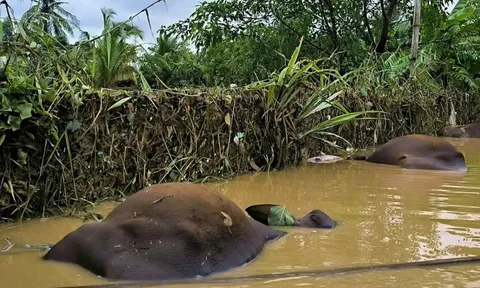 Nguy cơ bùng phát các bệnh truyền nhiễm sau lũ tại tỉnh Gia Lai và Lâm Đồng rất lớn