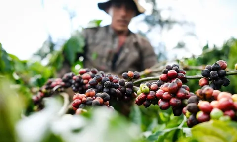 Doanh nghiệp nói về nghịch lý lớn nhất của cà phê Việt, lo bàn cách vượt khó