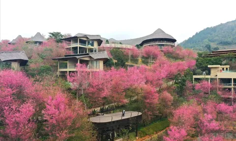 Không phải Hàn Quốc, Nhật Bản, đây là nơi đang có hoa mai anh đào nở rực 1 góc trời: Cách Hà Nội 300km