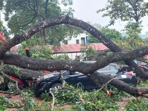 Mưa to, gãy cành xà cừ đè trúng 1 giáo viên, 4 ô tô bẹp rúm ở Thanh Hóa