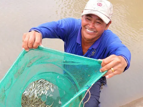 Ngư dân miền Tây 'hốt bạc' nhờ mùa nước nổi