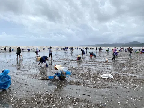 'Lộc biển' dạt trắng bờ, dân ra nhặt từng tải về ăn