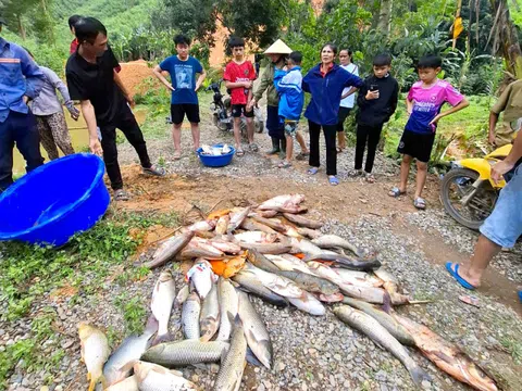 Cá trong 4 ao chết hàng loạt nghi bị đầu độc, người dân báo công an điều tra