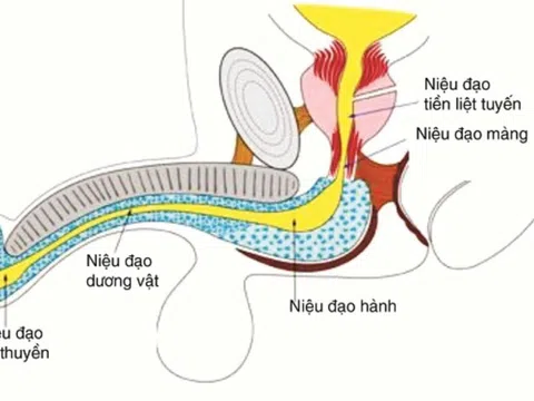 Bé trai 7 tuổi bị chó nhà nuôi cắn gây tổn thương vùng dương vật