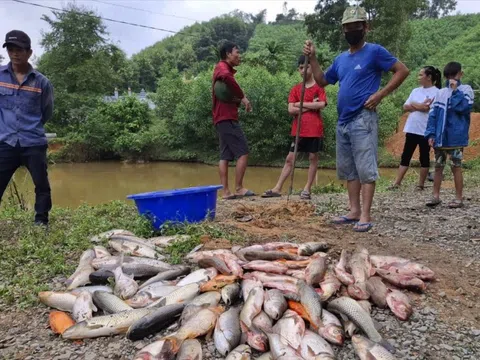 Mua thuốc độc diệt cả ao cá nhà hàng xóm