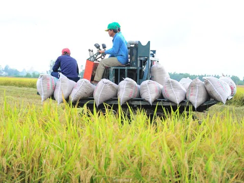 Đề án 1 triệu ha lúa: Cần phải thực sự đi vào đời sống nông dân!