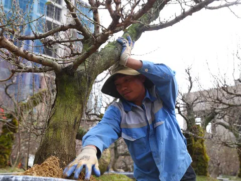 Nhọc nhằn mưu sinh ở vườn đào kiếm nửa triệu đồng mỗi ngày