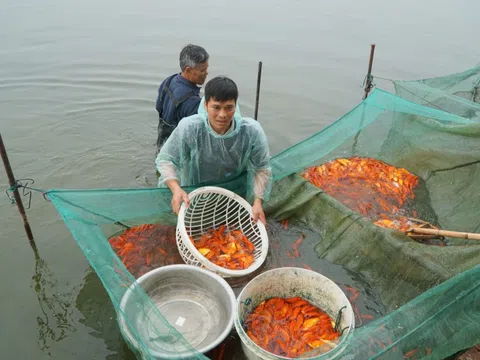 Tấp nập những mẻ lưới cá chép đỏ thu về hàng trăm triệu đồng ở Thanh Hóa