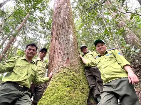 Tận thấy cánh rừng pơ mu 'bất khả xâm phạm' trên núi cao hơn 1.400m