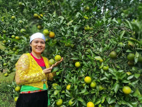 Vốn chính sách giúp nhiều nữ đảng viên vùng cao phát triển thành công kinh tế gia đình