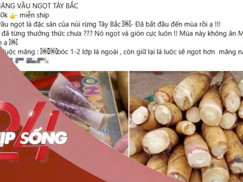 NHỊP SỐNG 24: Măng vầu luộc gây 'sốt' mạng xã hội: Chuyên gia khuyến cáo