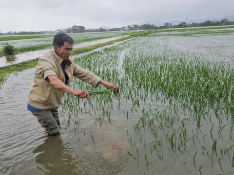 Trận lụt trái mùa ở Phú Yên làm gần 4.300ha lúa và hoa màu ngập nặng