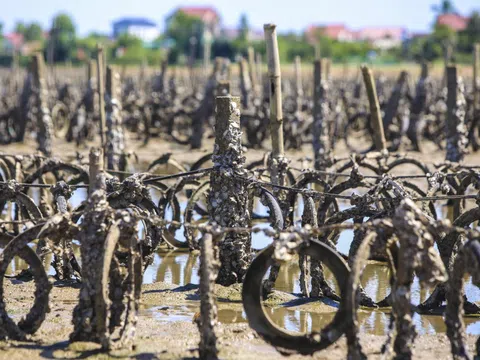 Tận thấy 'trận địa' cọc nuôi hàu chiếm lòng sông ở Hà Tĩnh