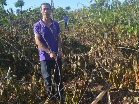 Bắt tạm giam người đàn ông phá hoại vườn cà phê của một phụ nữ đơn thân