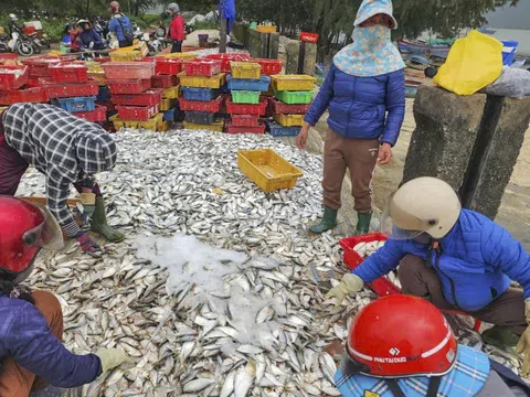 Hai ngày ra khơi, ngư dân Hà Tĩnh trúng đậm hải sản, thu nhập hàng chục triệu đồng