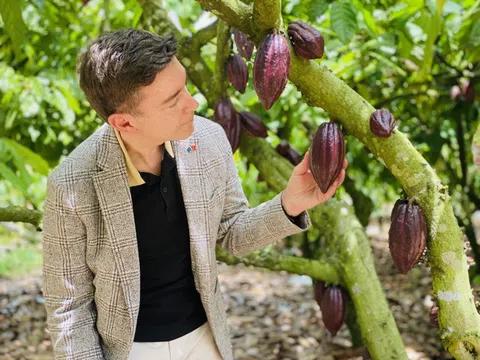 Đại sứ EU mục sở thị nơi trồng cacao ngon nhất thế giới tại Việt Nam