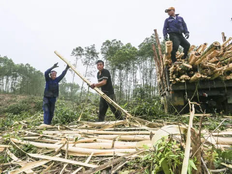 Vất vả nghề 'phu gỗ keo' ở vùng núi Hà Tĩnh