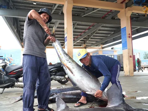 Ngư dân đánh bắt được cá 'khủng' phải vài người khiêng lên bờ