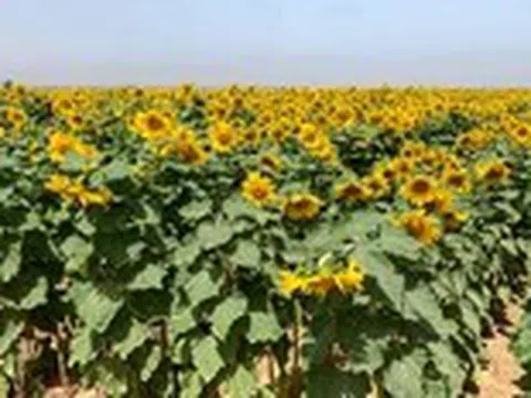 Dùng dầu ăn nào để chiên rán, dầu nào trộn salad thì tốt cho sức khỏe?