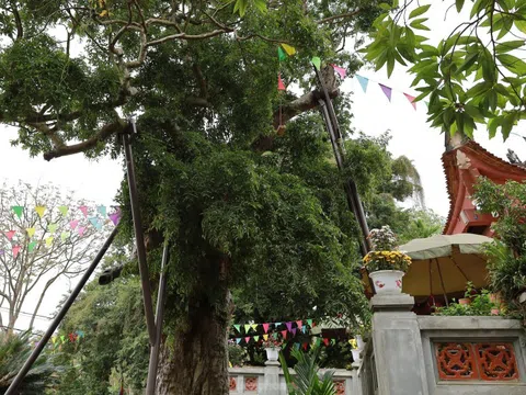 Cây táu bạc có niên đại 2.100 năm, tương truyền trồng từ thời vua Hùng thứ 18