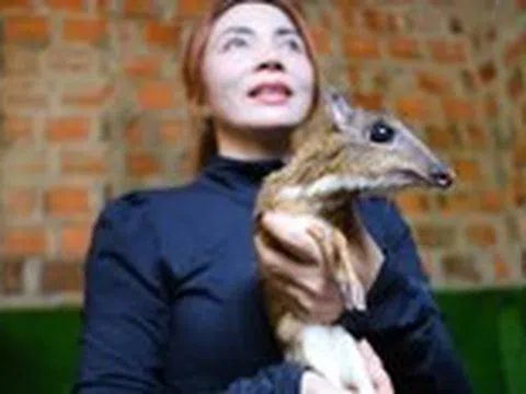 Lạ lùng nuôi cheo cheo quý hiếm dễ như nuôi heo