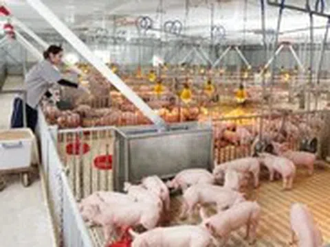 Lợi nhuận ngành thịt heo đổ về 'ông lớn', hộ nhỏ lẻ ngày càng lép vế
