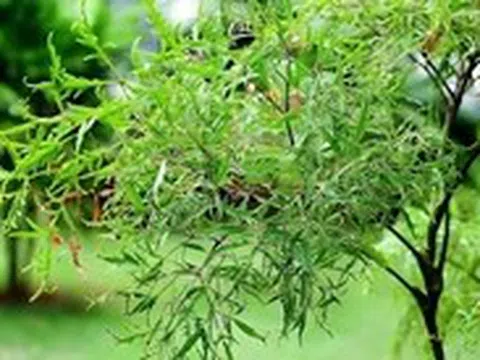 Lá đinh lăng được coi là 'sâm của người nghèo', vì sao?