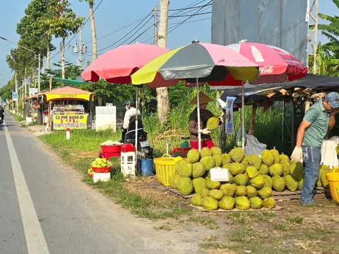 Sầu riêng ‘rẻ như bèo’ bán đầy đường