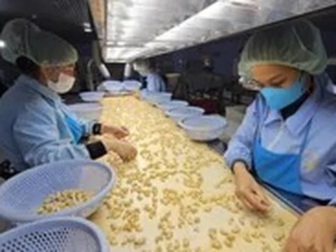 Lỗi hệ thống tờ khai, Cục Hải quan ra văn bản hỏa tốc xử lý sự cố