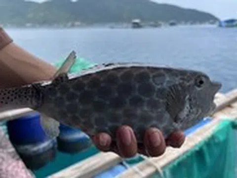 Sau vụ bè bán 1kg cá bò hòm 3,5 triệu đồng: Tổng kiểm tra toàn bộ bè nổi trên vịnh Nha Trang