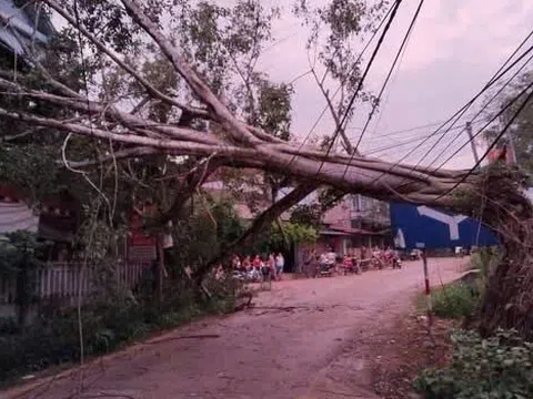 Mưa dông lốc xoáy ở Yên Bái, một người bị cây gãy đổ đè trúng