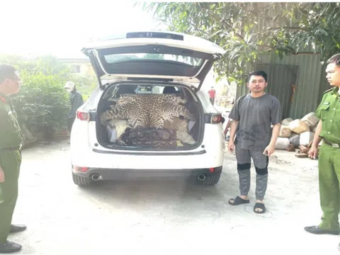 Khởi tố đối tượng mua bán da báo hoa mai