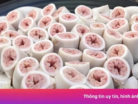 Hàng nghìn con heo mới có 1 con có lòng xe điếu, nhưng chỉ dài khoảng 1 m