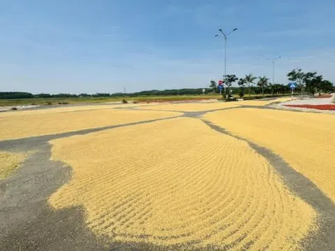 Làm đường tiền tỷ chỉ để… phơi lúa?