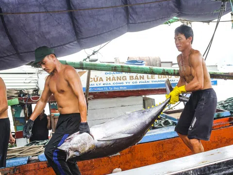 Bình Định quyết liệt chống khai thác IUU để cùng cả nước gỡ 'Thẻ vàng'