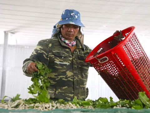 Bí quyết nuôi con 'khó chiều' của người dân ven sông