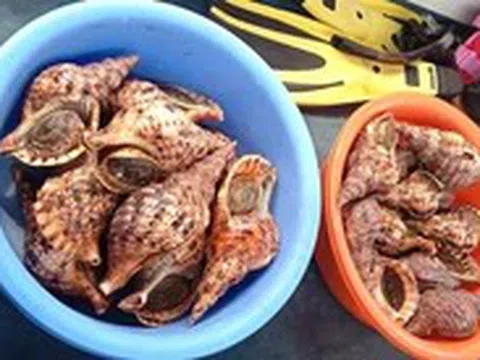 Tổng kiểm tra bè nổi trên vịnh Nha Trang: Vận động thả 21 con ốc tù và quý hiếm về biển